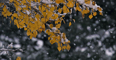 The twenty-four solar terms | light snow has arrived, and the cold frost is gradually condensing