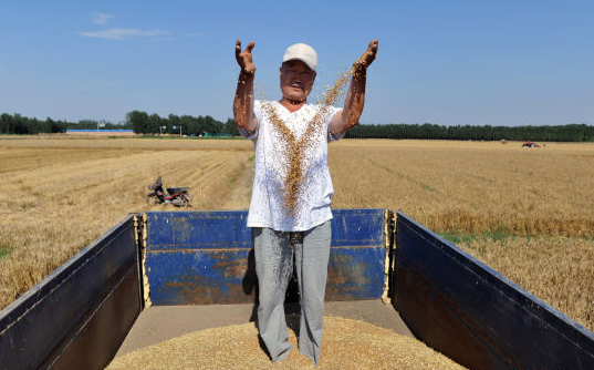 What to do with the "drum insertion" of the wheat combine harvester？