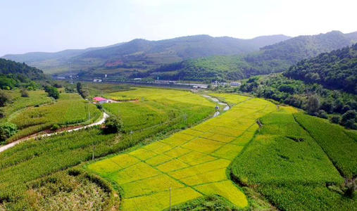 Sichuan Province held a video conference on the scheduling of agricultural mechanization statistics in Sichuan Province